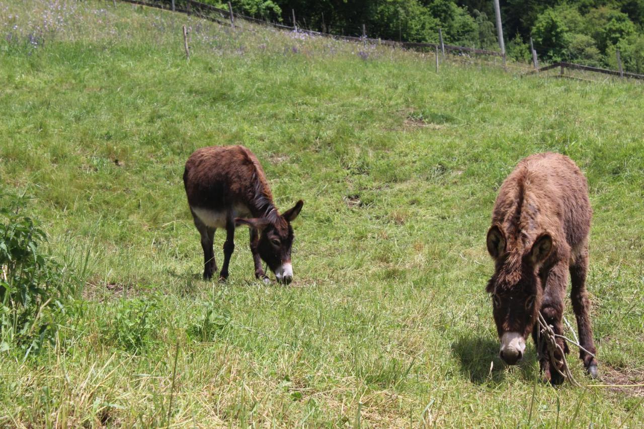Agriturismo al Marter Tiarno di Sopra Esterno foto